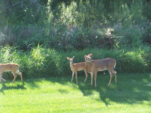 Fish Creek House Bed & Breakfast