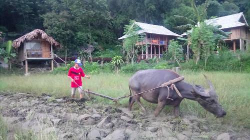 Little Mai Chau Home Stay