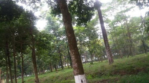 Hung Mai Homestay