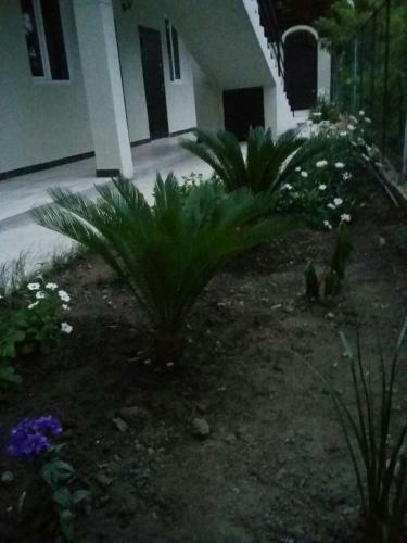 Posada Guest House On Adleyba 146