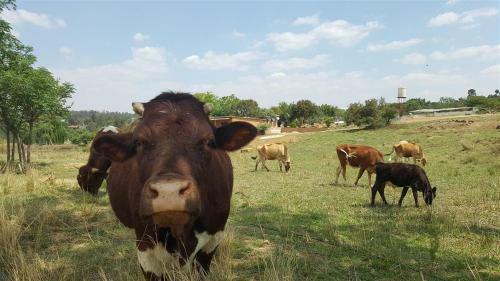 Hostal Offgrid Farm