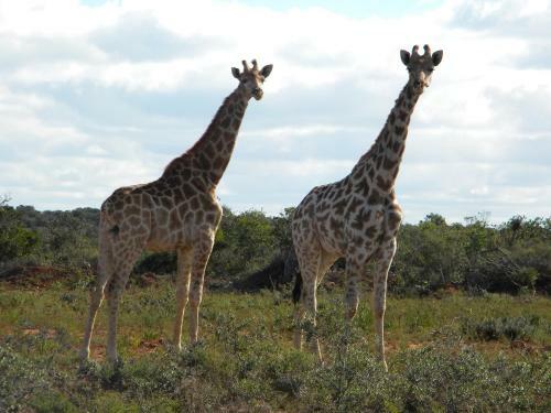 Elshaddai Game Lodge
