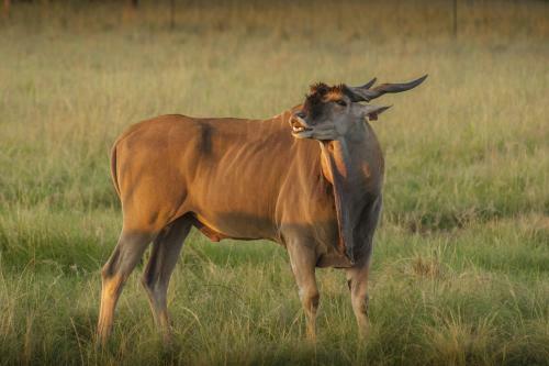 Lodge Kwaggashoek Game Ranch
