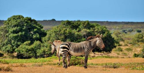 De Hoop Collection