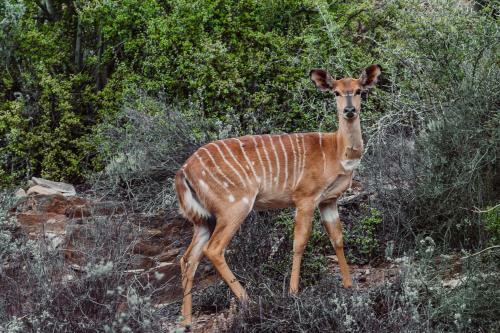 Wildehondekloof Game Lodge