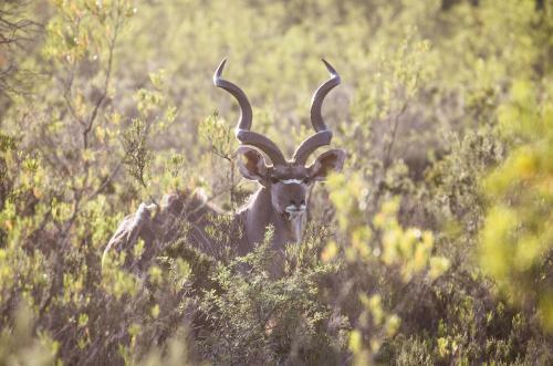 Wildehondekloof Game Lodge