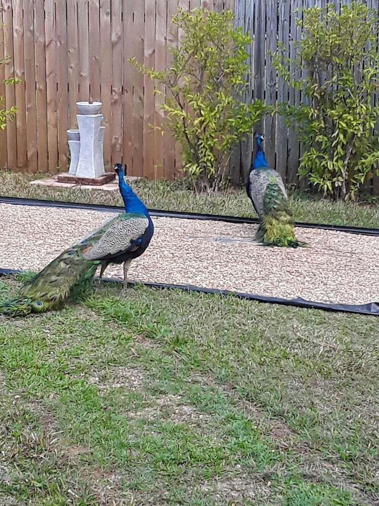 Bed & Breakfast The Peacocks Nest