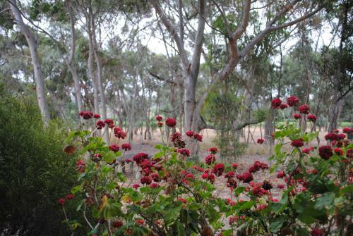 Padthaway Caravan Park