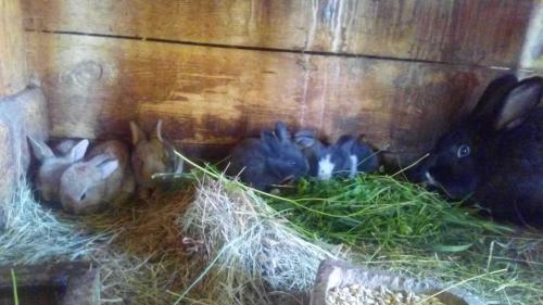 Apartamento Pagony Pihen? Farm