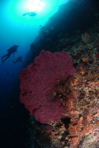 Bunaken Divers Sea Breeze Resort