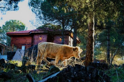 Hostal Belev Odem