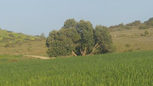 Lodge The Olive Tree
