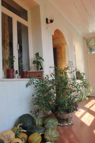 Hostal Marina Chartolani's Guest House