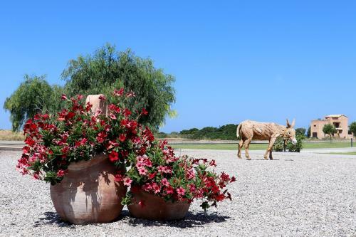 B&B Maliva