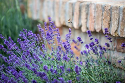 Hotel Provence Birtok