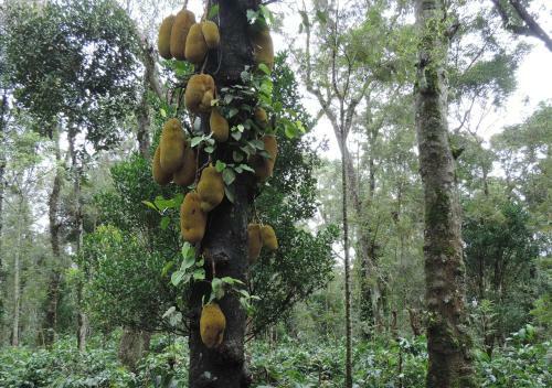 Agroturismo Tri Woods Plantation Farm Stay