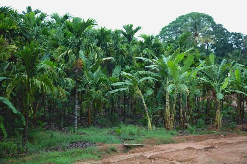 Vijayanand Homestay