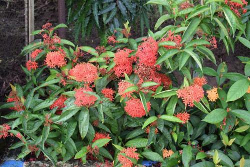 Baganbari Homestay