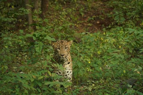 Hotel Sinny's Leopard Camp & Resort