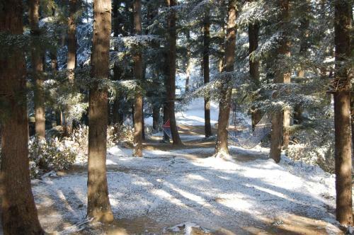Hotel Chalets Naldehra