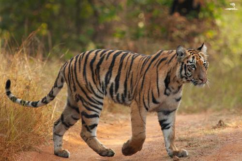 Hotel Red Earth, Tadoba