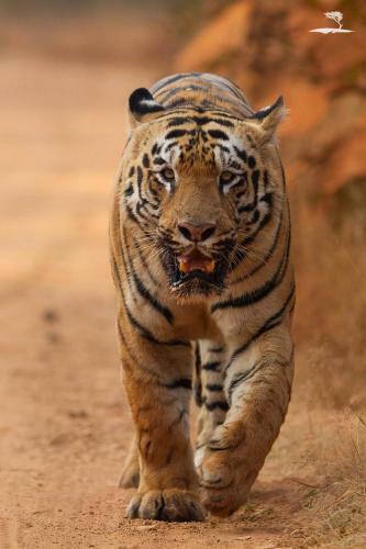 Hotel Red Earth, Tadoba