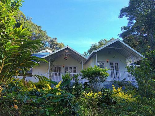 Rainforest Munnar