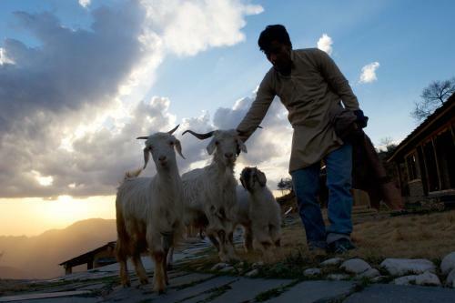 The Goat Village Nag Tibba