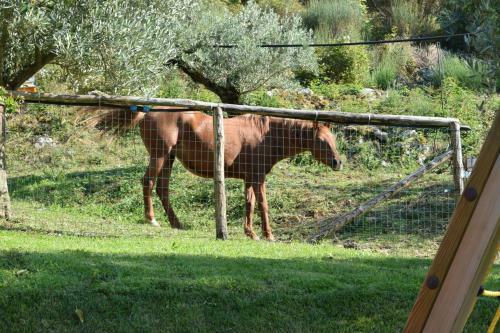 Agroturismo Agriturismo Terra Verde