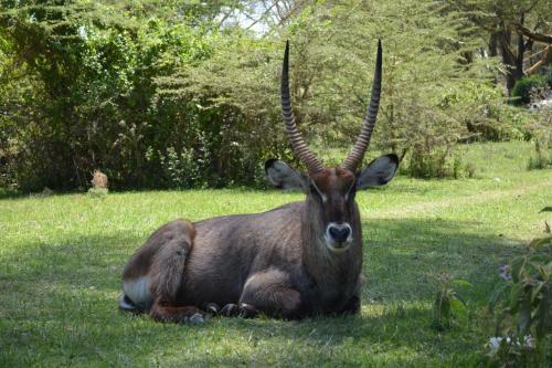 Lake Naivasha Crescent Camp