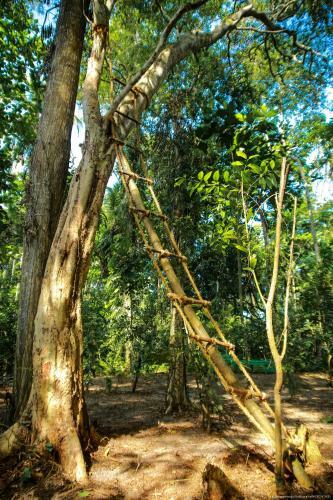 Jungle Paradise