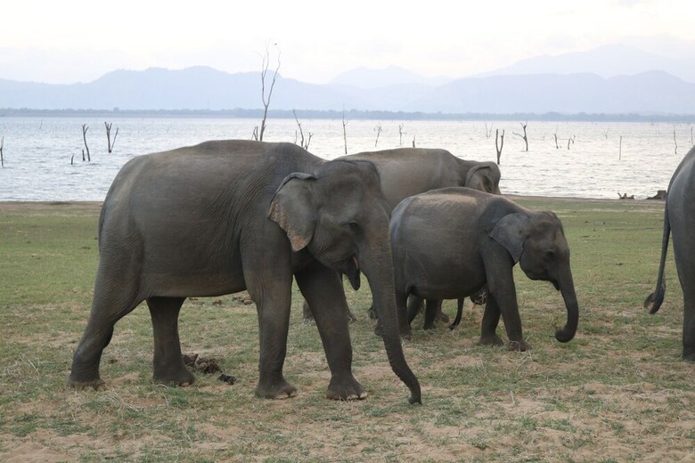 Dev's Campground - Tented Safari