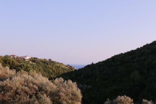 Hostal Green Olive Guesthouse