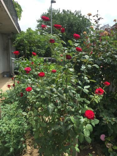 Apartment Red Rose