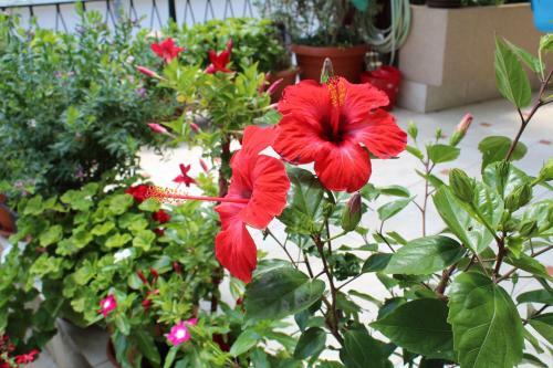 Hostal Apartments Gazi