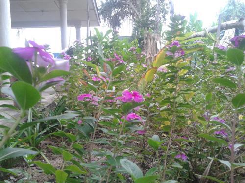 Pandan Beach Homestay