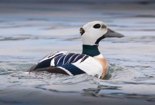 B�tsfjord Polar Hotell