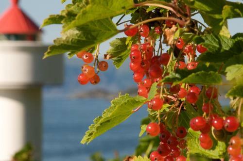 Bed & Breakfast Ulvesund Fyr