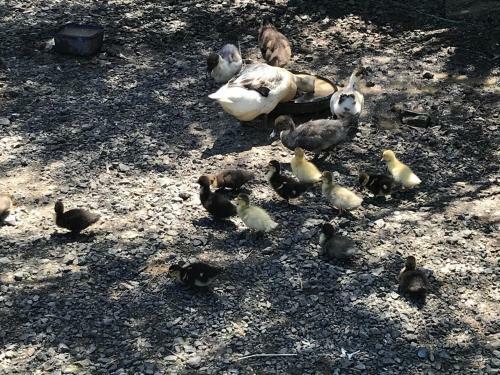 Lucky Duck Farm B&B