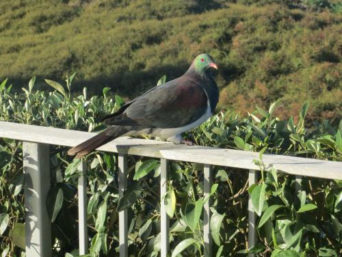 Bed & Breakfast Medlands Beach Lodge
