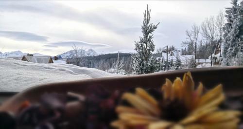 Bed & Breakfast Willa "sosnowa Ostoja"