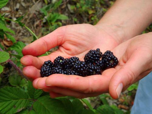 Agroturismo Le?ny Ogr�d