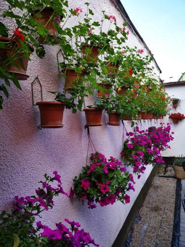 Hostal Go?cinny Dom Kaola