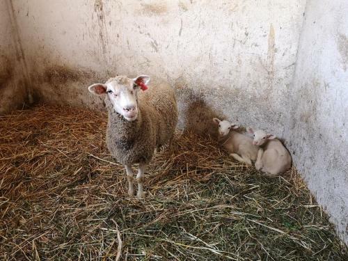 Agroturismo Quinta Ribeiro Tanquinhos