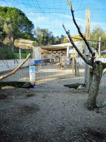 Agroturismo Quinta Ribeiro Tanquinhos