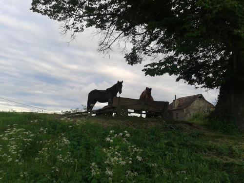 Bed & Breakfast Convivium Transilvania