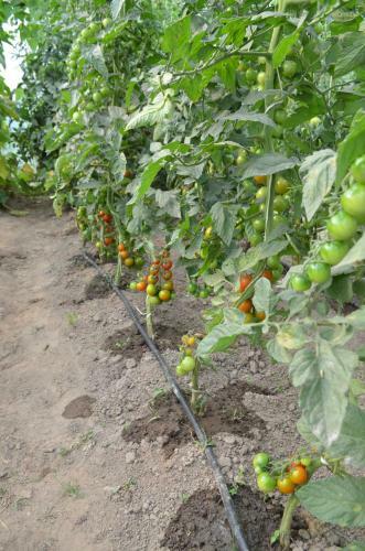 Agroturismo Pensiunea Koruna