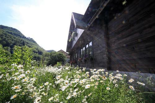 Hostal Pensiunea Dacica