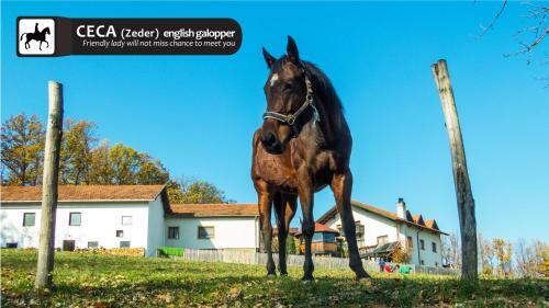 Hostal Eco Farm Milanovic