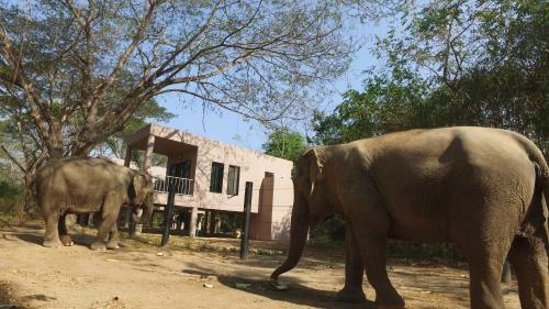 Hotel I Love Phants Lodge